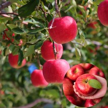 산지직송 명품 청송 꿀사과 청송사과 설선물세트 과일 선물용 가정용 못난이 사과 중과 대과 특대과 부사 홍로 명절 선물 설 구정 추석 선물 세트 5kg 박스, 04.선물용대과5Kg