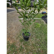 무배특가 플랜츠영 천혜향나무 과실수 귤나무 80-130cm 499