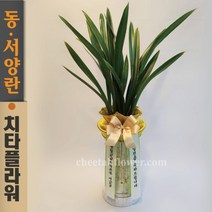 치타플라워 동양란 산천보세 (db04-B) 승진 개업 축하 난 동양난 영전 취임 생일 선물 화분 전국 꽃배달