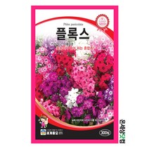 플록스꽃 씨앗 300립 / 꽃씨 키우기 화단가꾸기, 플록스300립