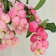 묘목/스노우베리-프라이드/ 포트묘 B764, 1개