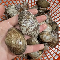 남해안 통영 자연산 활 바지락 당일조업 당일발송 1kg-5kg, 자연산 활바지락 1kg