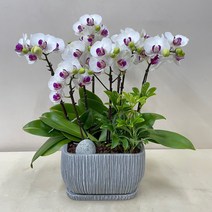 루아데코 퀵 배송 농장직배송업체 선생님난선물문구인사이동 이동축하문구 사무실승진축하화분 교육공무원승진축하선물, 4.그린