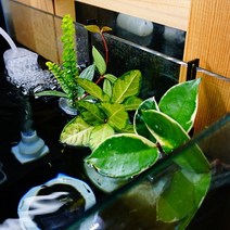 [하비아쿠아] 수조수경재배 포트3구 부상수초 수반 어항용품, 1개