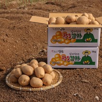 [감자청년] 2023년 햇감자 두백감자 왕왕/ 왕/ 특/ 상사이즈 20kg 10kg 5kg 3kg, 5kg 특, 1박스