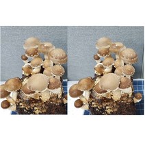 사각 표고버섯 배지 2개묶음 대용량 집에서 버섯 종균 키우기 기르기 베지 표고목 어린이 농장 자연 체험학습 놀이 실험 국산 무농약 친환경 놀이방 유치원 어린이집 대량주문친절상담, 2개