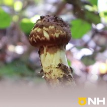 지리산농협 - 지리산 자연산 송이버섯 (국내산), A급 (500g), 1개