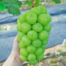 전가네청과 수출용 프리미엄 고당도 샤인머스켓 망고포도 최고급품 안전한포장 2kg, 2kg(2-4수)