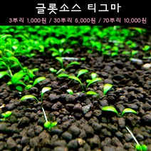 [수초아쿠아] 글롯소스 티그마 초보수초 인기수초 구피 새우 은신처 어항수초 수초맛집 득템수초 전경수초, 70뿌리
