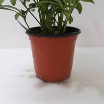 홍콩야자(소) 실내공기정화식물 공기청정식물 홍콩야자키우기, 1