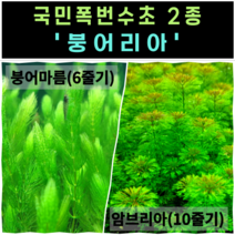 [물풀정원] 달팽이 100% 없는 청정수초 <붕어리아