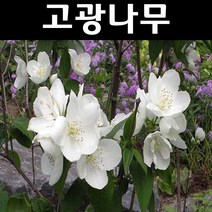 고광나무 묘목 키1.5m 1개/정원/공원/조경수