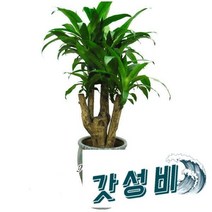 [난플라워] 행운목괴목 공기정화 화분배달 개업화분 개업식화분 축하화분