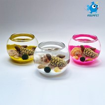 마리모 키우기 유리원형볼 8cm A형 DIY키트 세트 테라리움, 초록