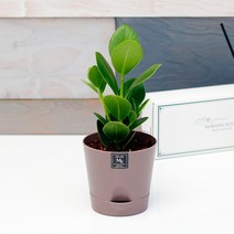 아침향기 실내공기정화식물 기능성 에코화분 커피, (에코화분/커피) 크루시아, 1개