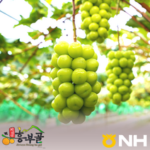 지리산농협-지리산 흥부골 샤인머스켓 (산지:아영 인월 산내) 산지직송 농협직접선별, 2kg(3수), 1개