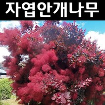 자엽안개/로얄퍼플 실생2년 뿌리묘 나무 묘목 1개/정원/공원/조경수