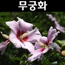 무궁화 실생2년(뿌리) 5개/나무 묘목/활엽수/정원용