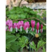 분홍 금낭화 1주/ 화분 포함, 1개