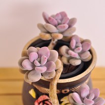 아메치스 다육이 통통하고 귀여운 화분포함 다육식물 랜덤1꺽3두105, 단품, 1개