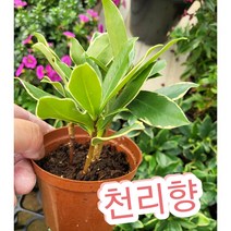 천리향/향기로 사람의 마음을 흔드는 식물이라고