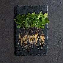 건강삼 수경재배식물 새싹삼 그린음악 농법적용 사포닌 함량이 제일 풍부한 상품성 크기 25cm 30 50뿌리 새싹인삼