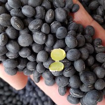 22년산 서리태콩 햇서리태콩 국산서리태콩 서리태콩, 1개, 1kg