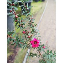 행복한꽃순이//호주매화(빨강)/15cm분/풍성해요