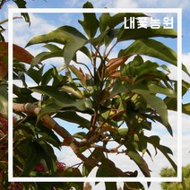 황칠나무 80cm 포트