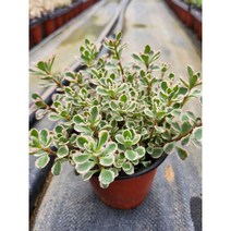 [지인야생화] 오색기린초, 1개