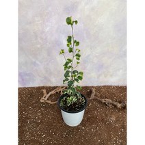 [광합성] 무늬 바로크벤자민 중 50cm