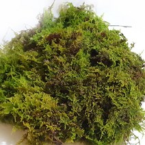국내산 자연 천연생이끼 건조400g(털깃털이끼) 고급 화분장식 테라리움 풍란 석 목부작 분재 분경마감 원예용 정원조경 삼포장 애완용 교구용 장