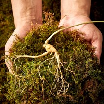 강원도 횡성 산양삼 자연 산양 산삼 장뇌삼 자연인삼 뿌리 먹는법 정품 효능 건강 명절 선물세트, 1세트, 5년~6년 총4뿌리