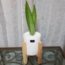 베스트플랜트 공기정화식물 키우기 쉬운 반려식물 소품 우드스탠드, 문샤인화이트화분+우드스탠드, 1개