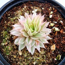 꽃나무팜 색슨바위솔 금 월동다육이 고급다육이 반려식물 선별배송 다육이키우기 분채배송 한개금액입니다