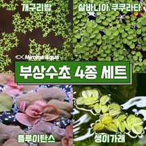 둥둥 수조 위 뜨는 부상 수초 키우기 4종 세트(SET15), 단품