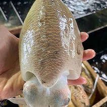 손질 갑오징어 생물 갑오징어 1kg 500g