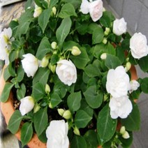 모종/임파첸스(더블)-화이트/ 8cm분/3개 QQ370-1, 3개