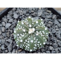 선인장/슈퍼투구-2793 아프리카농장