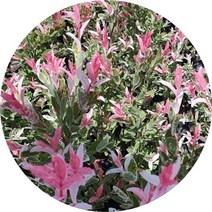 플라밍고버들 무늬버들 샐릭스 묘목 포트묘4주