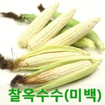 국내산 찰옥수수(미백)10개입 정품찰옥수수 싱싱지오, 미백찰옥수수10개입