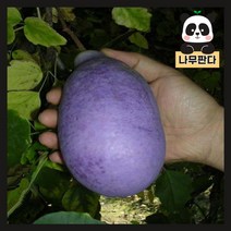 (나무판다) 으름나무 묘목 키 1.5m내외 분, 2. 백화으름 1.5m