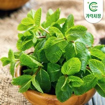 온도씨 가락시장 허브 10g 모음전(딜 로즈마리 타임 애플민트 外), 페퍼민트 10g
