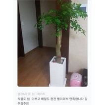 없음 [반값화분] MAIN-대형해피트리140(행복나무) 직접배송 축하화분 개업화분 거실화분 카페화분 인테리어화분 아레카야자 극락조 알로카시아 파키라 고무나무, 방문분갈이