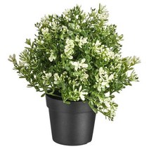 이케아 IKEA 인조식물 타임 22cm, 1개