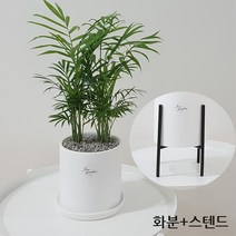 햇살농장 몬스테라 아레카야자 크루시아 테이블야자, 테이블야자+H스텐드, 1개