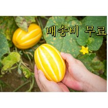 성주 꿀 참외 13Brix 고당도 GAP인증 가정용 정품 선물용 2kg 3kg 5kg 10kg, 선물용 성주 참외 5kg