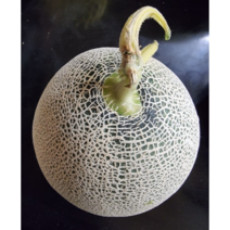 프리미엄 고당도 산지직송 멜론 2수 메론 멜론 머스크메론 과일 수박 칸탈로프멜론 과일메론 파파야메론 머스크멜론 허니듀 당도보장 제철과일 melon