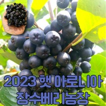 [게르마늄영양제사용] 마미템 23년 햇 냉동 생 아로니아 꼭지제거 생과, 1개, 꼭지있는쥬스용10kg