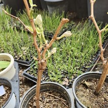 샤인머스켓 나무 포트묘 화분묘 망고포도 마당 베란다 텃밭 과일식물, 1개